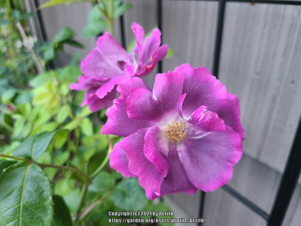 Photo of Rose (Rosa 'Rhapsody in Blue') uploaded by Aerith