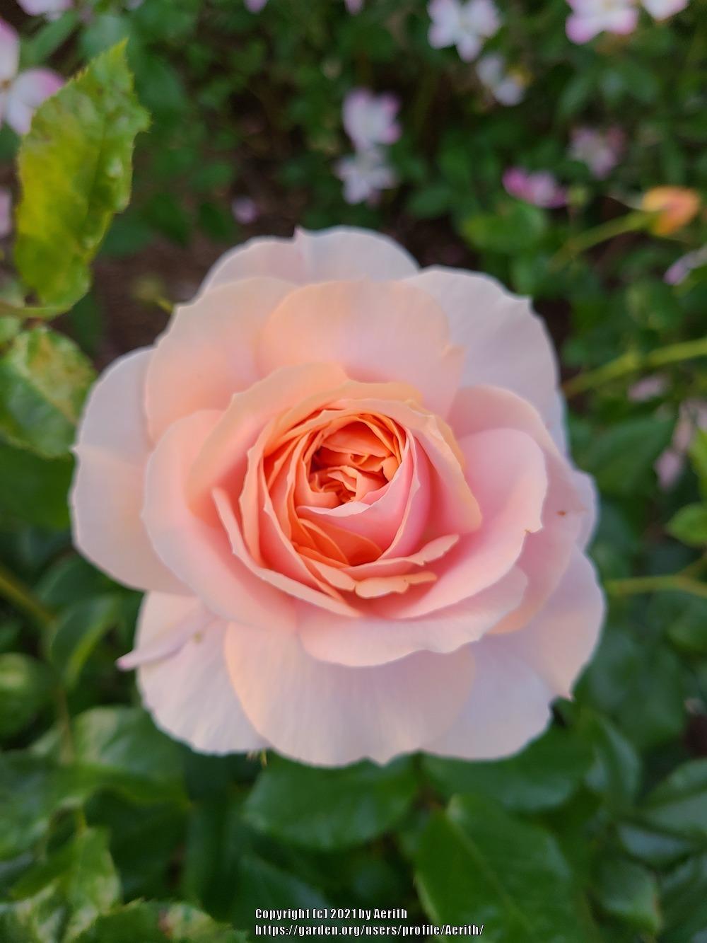 Photo of Rose (Rosa 'Garden of Roses') uploaded by Aerith
