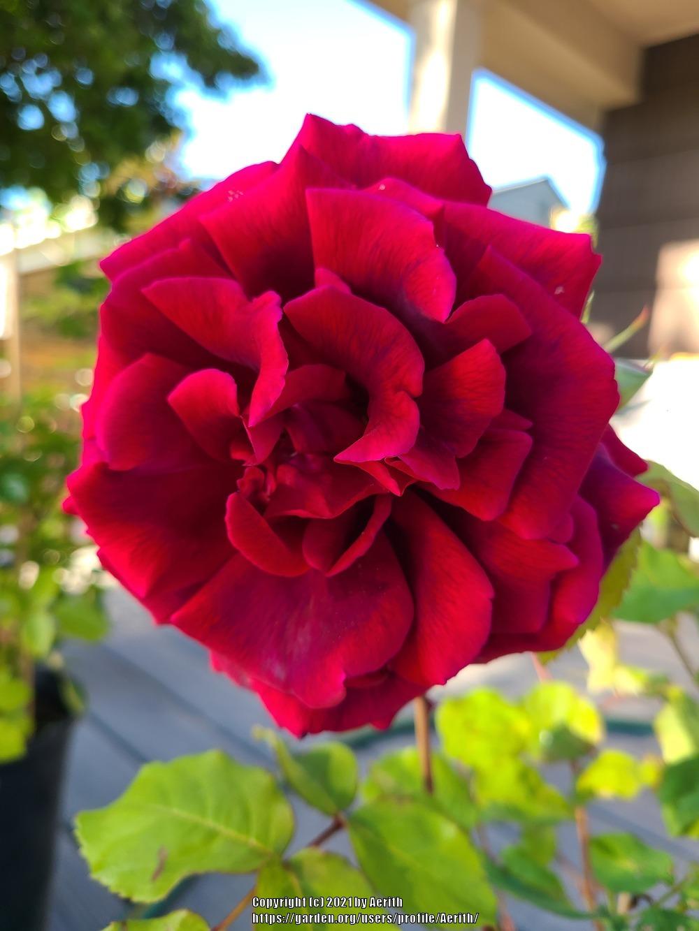 Photo of Rose (Rosa 'Crimson Glory') uploaded by Aerith