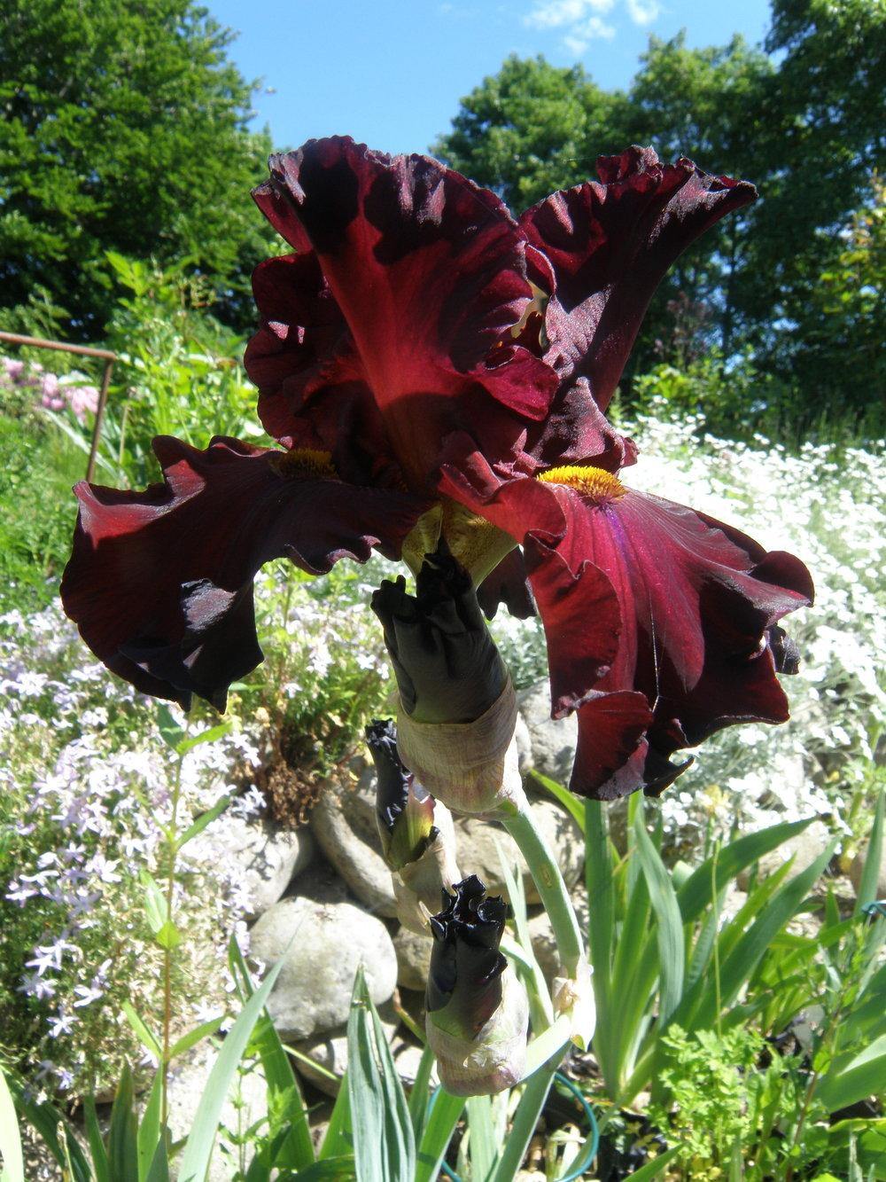 Photo of Tall Bearded Iris (Iris 'Grateful Red') uploaded by IrisLilli