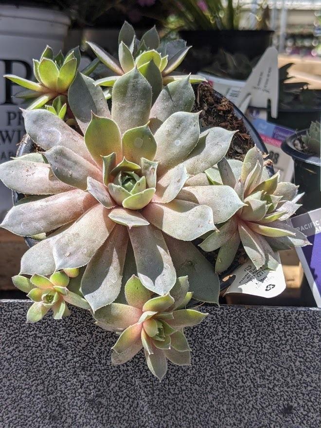 Photo of Hen and Chicks (Sempervivum 'Pacific Blue Ice') uploaded by Joy