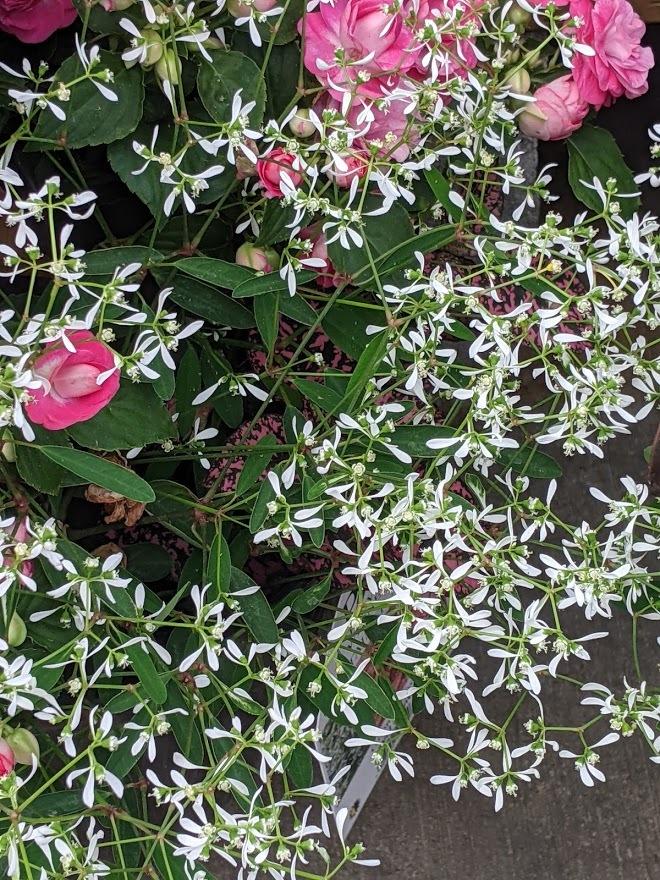 Photo of Euphorbia (Euphorbia hypericifolia Diamond Frost®) uploaded by Joy