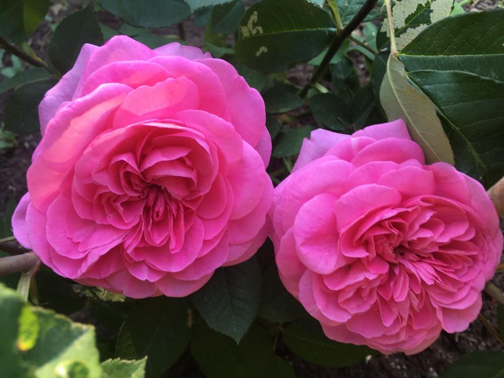 Photo of Rose (Rosa 'Gertrude Jekyll') uploaded by MargitVienna