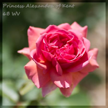Photo of Rose (Rosa 'Princess Alexandra of Kent') uploaded by MichelleB675