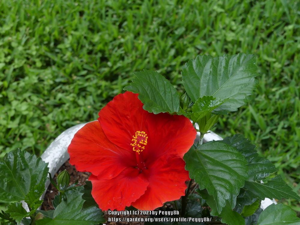 Photo of Tropical Hibiscuses (Hibiscus rosa-sinensis) uploaded by Peggy8b