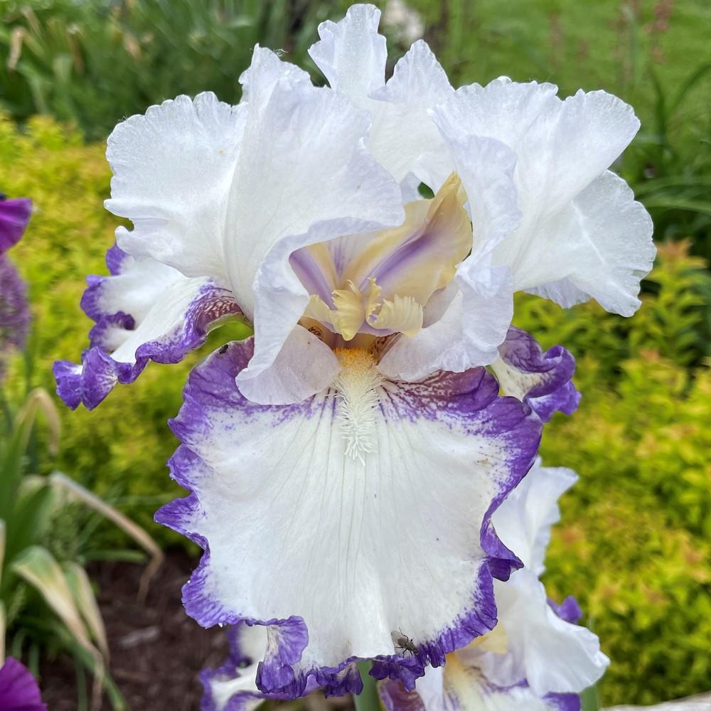 Photo of Tall Bearded Iris (Iris 'Petticoat Shuffle') uploaded by joelsted