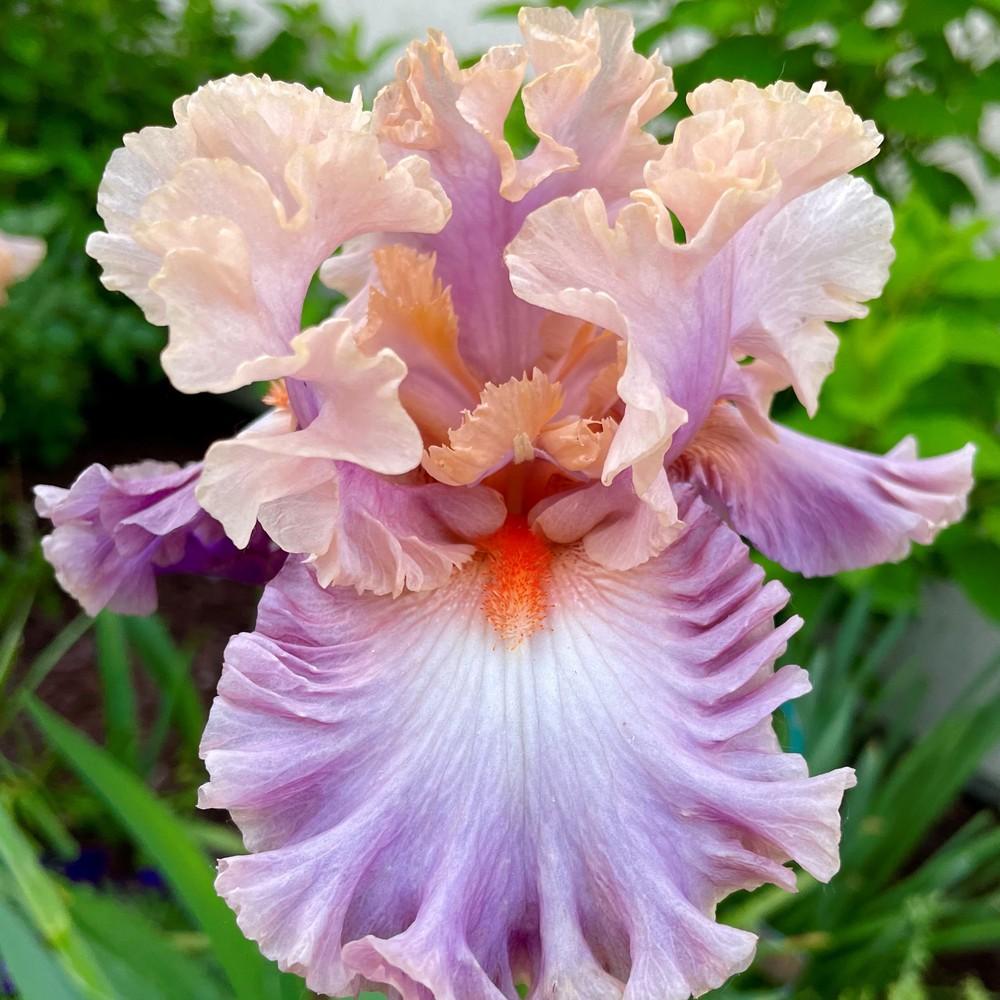 Photo of Tall Bearded Iris (Iris 'Photogenic') uploaded by joelsted
