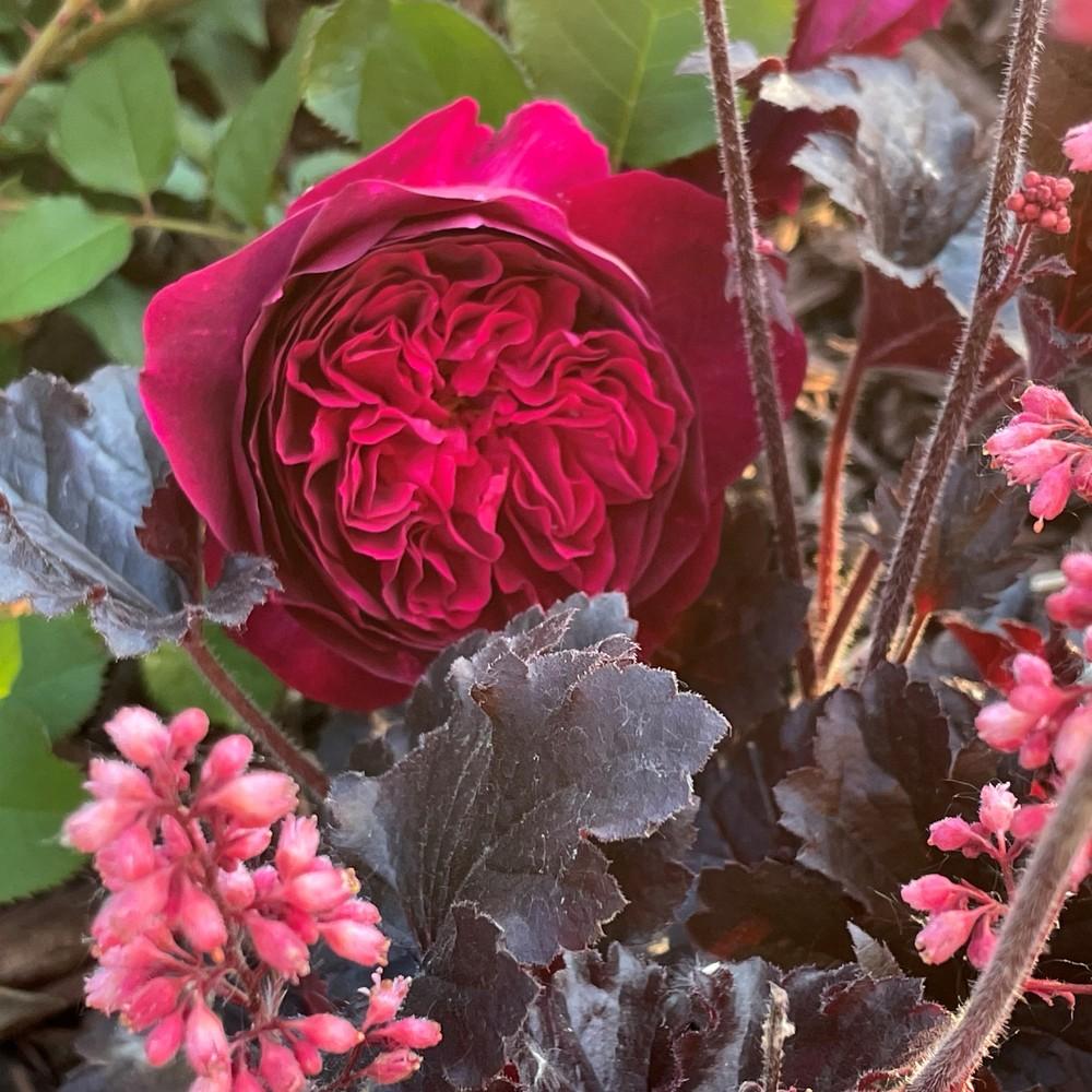 Photo of English Shrub Rose (Rosa 'Munstead Wood') uploaded by joelsted