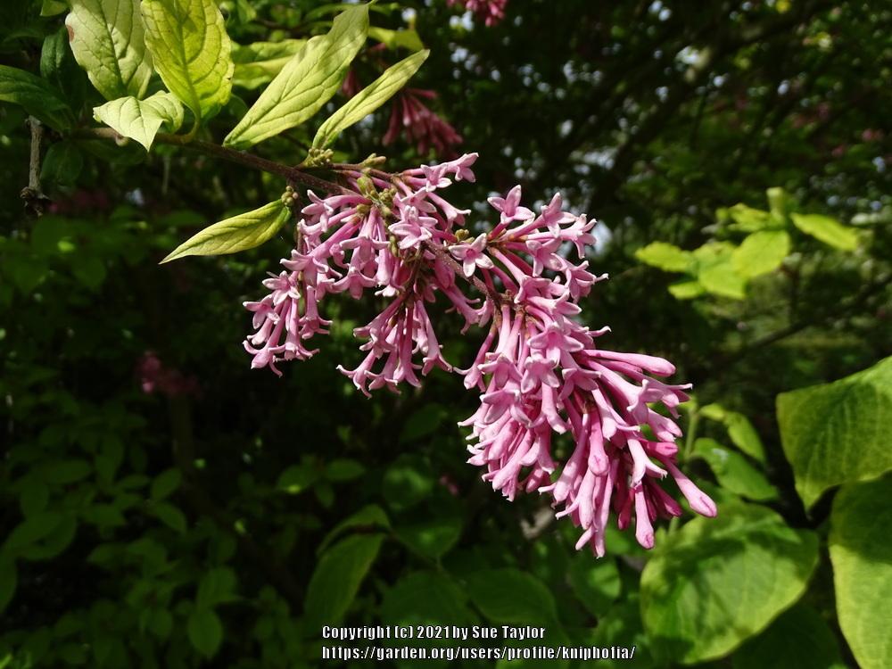 Photo of Preston Hybrid Lilac (Syringa x prestoniae) uploaded by kniphofia