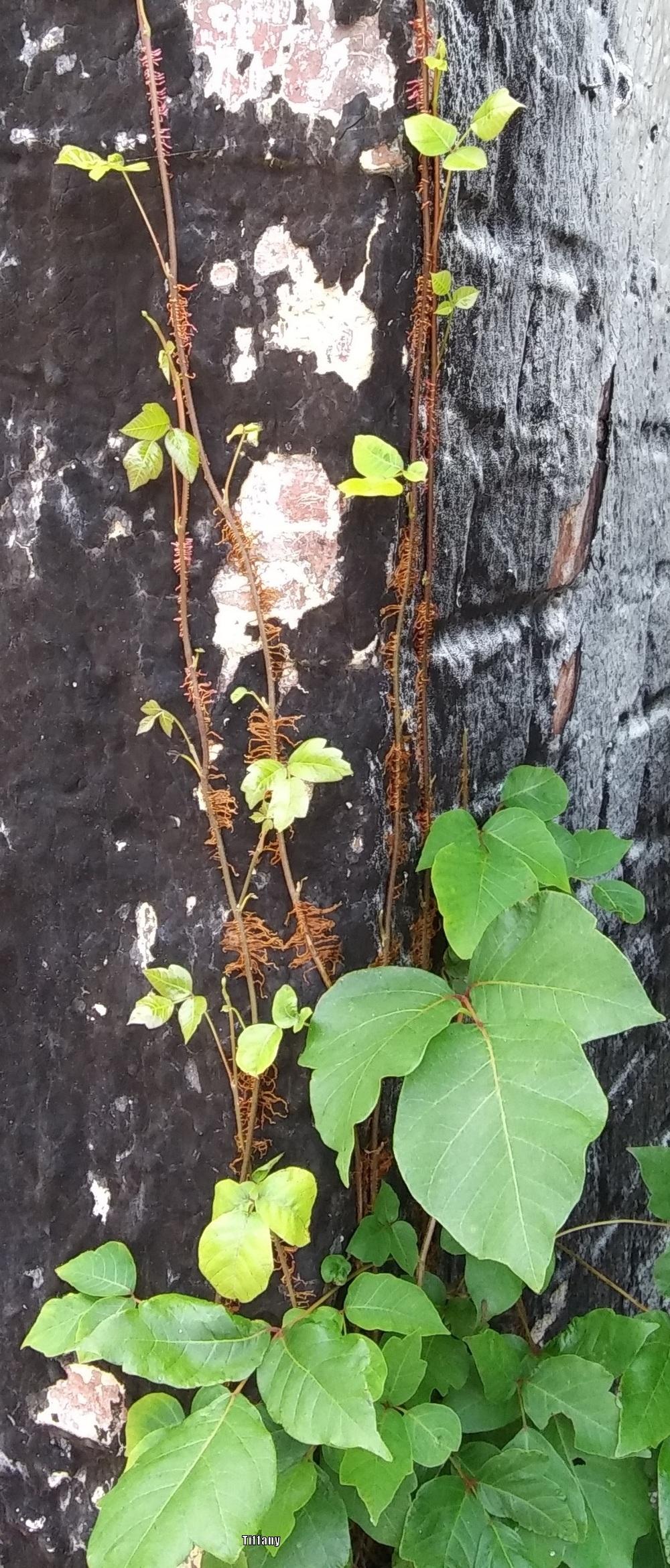 Photo of Poison Ivy (Toxicodendron radicans) uploaded by purpleinopp