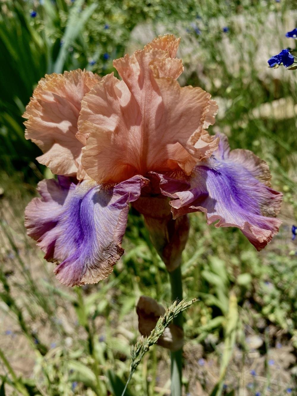 Photo of Tall Bearded Iris (Iris 'Florentine Silk') uploaded by ttkc4704