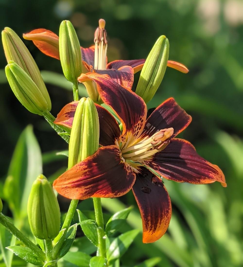 Photo of Asiatic Lily (Lilium 'Forever Susan') uploaded by Artsee1