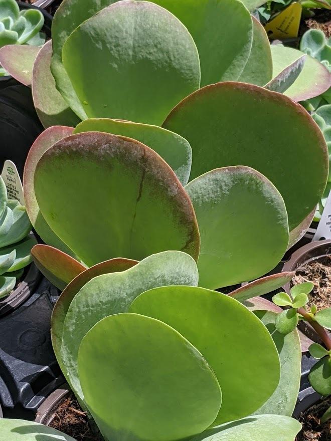 Photo of Paddle Plant (Kalanchoe thyrsiflora) uploaded by Joy