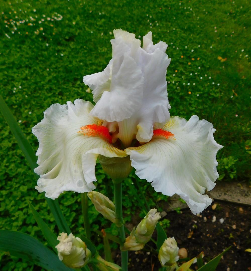 Photo of Tall Bearded Iris (Iris 'Nordica') uploaded by JozicaPL