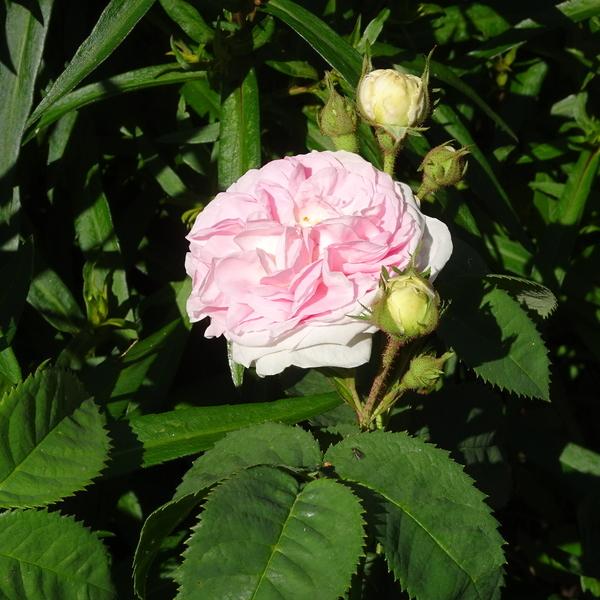 Photo of Rose (Rosa 'Felicite Parmentier') uploaded by Orsola