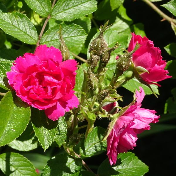 Photo of Rose (Rosa 'Pink Grootendorst') uploaded by Orsola