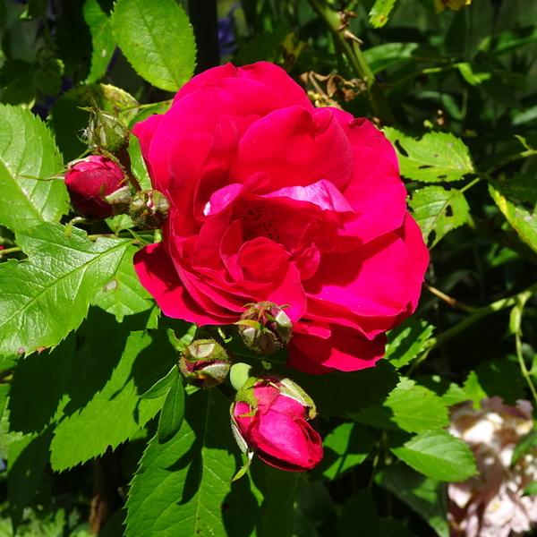 Photo of Rose (Rosa 'Santana') uploaded by Orsola