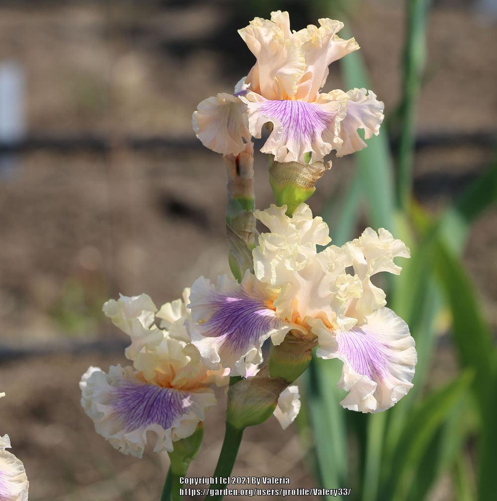 Photo of Tall Bearded Iris (Iris 'Matters of the Heart') uploaded by Valery33
