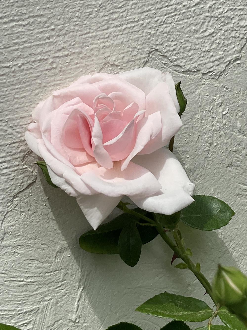 Photo of Rose (Rosa 'New Dawn') uploaded by Zoia