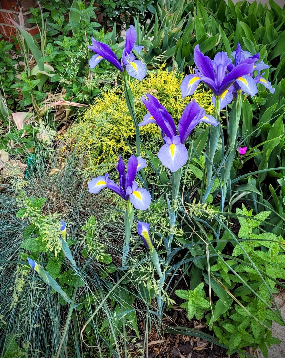 Photo of Dutch Iris (Iris x hollandica 'Blue Magic') uploaded by dnrevel