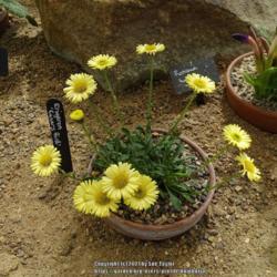 Location: RHS Harlow Carr alpine house, Yorkshire, UK
Date: 2021-06-12