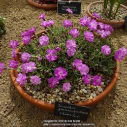 Location: RHS Harlow Carr alpine house, Yorkshire, UK
Date: 2021-06-12