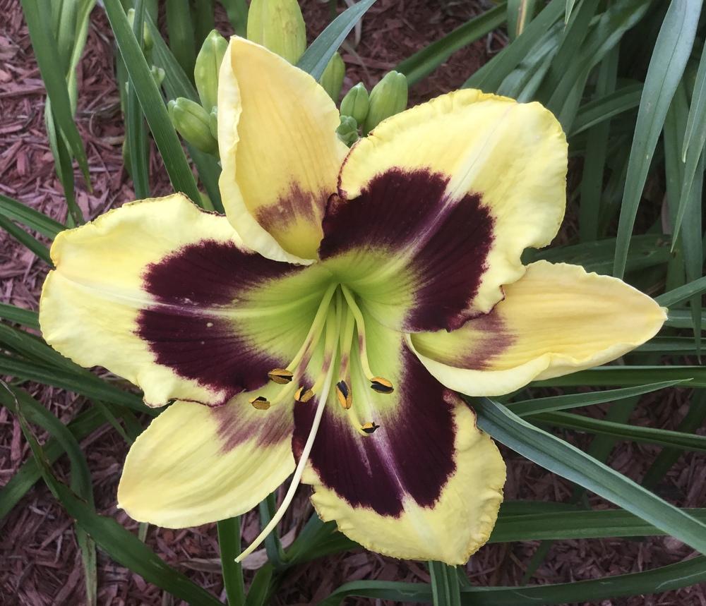 Photo of Daylily (Hemerocallis 'Tar and Feather') uploaded by KYgal