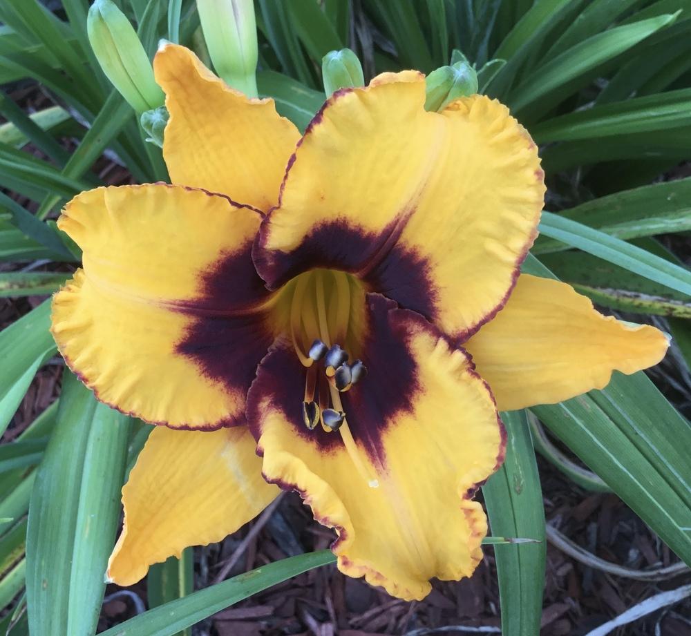 Photo of Daylily (Hemerocallis 'Warrior's Spear') uploaded by KYgal