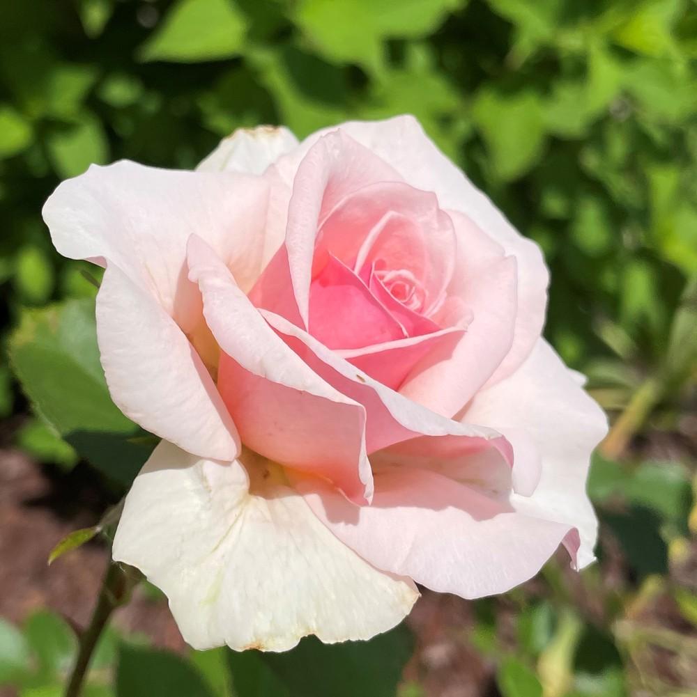 Photo of Rose (Rosa 'Hawkeye Belle') uploaded by joelsted