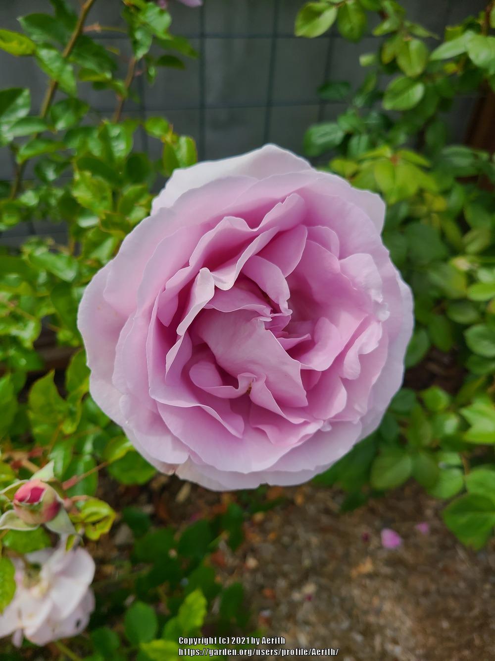 Photo of Rose (Rosa 'La Rose du Petit Prince') uploaded by Aerith