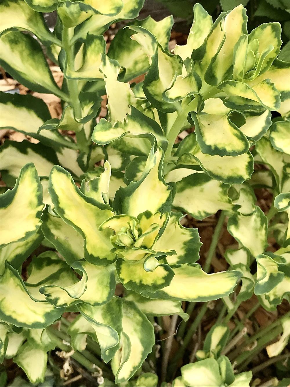 Photo of Garden Stonecrop (Hylotelephium erythrostictum 'Mediovariegatum') uploaded by BeautifulRoots