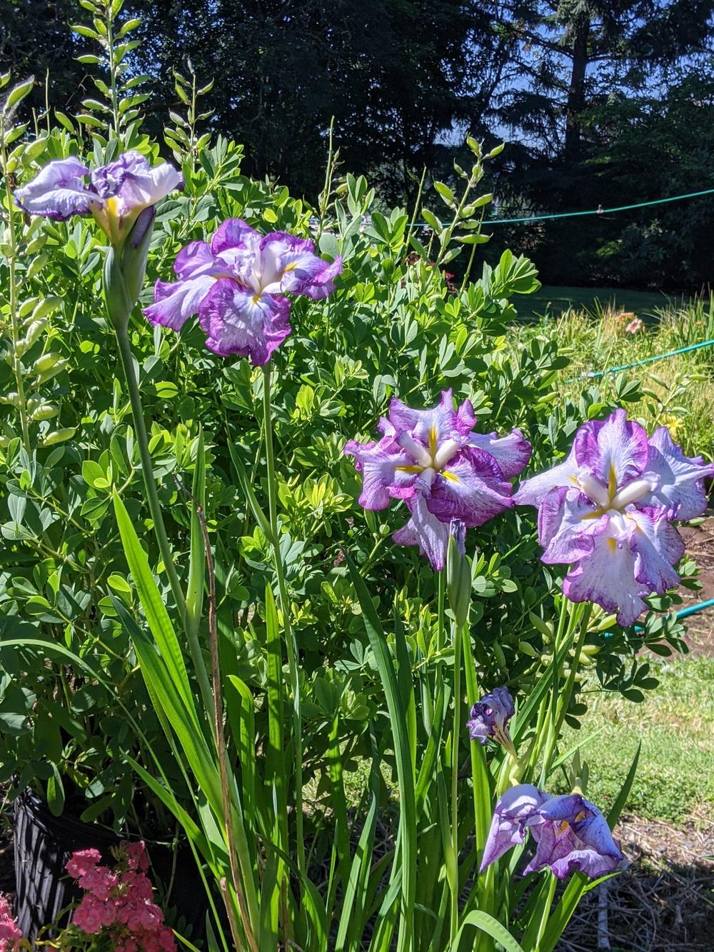 Photo of Japanese Iris (Iris ensata 'Stippled Ripples') uploaded by Joy