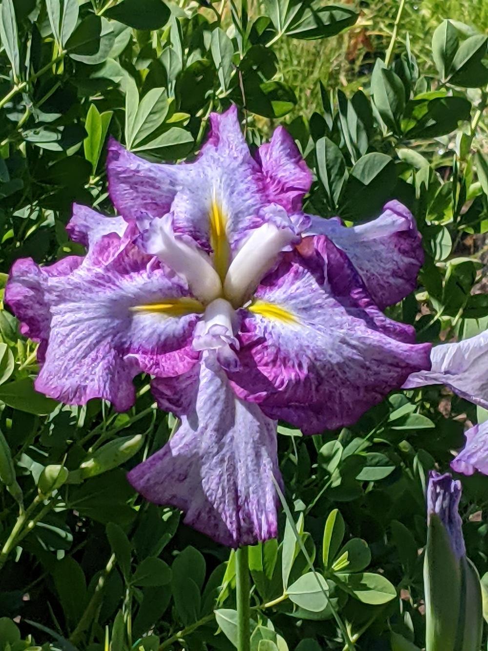Photo of Japanese Iris (Iris ensata 'Stippled Ripples') uploaded by Joy