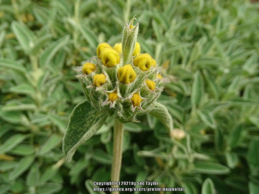 Photo of Jerusalem Sage (Phlomis fruticosa) uploaded by kniphofia