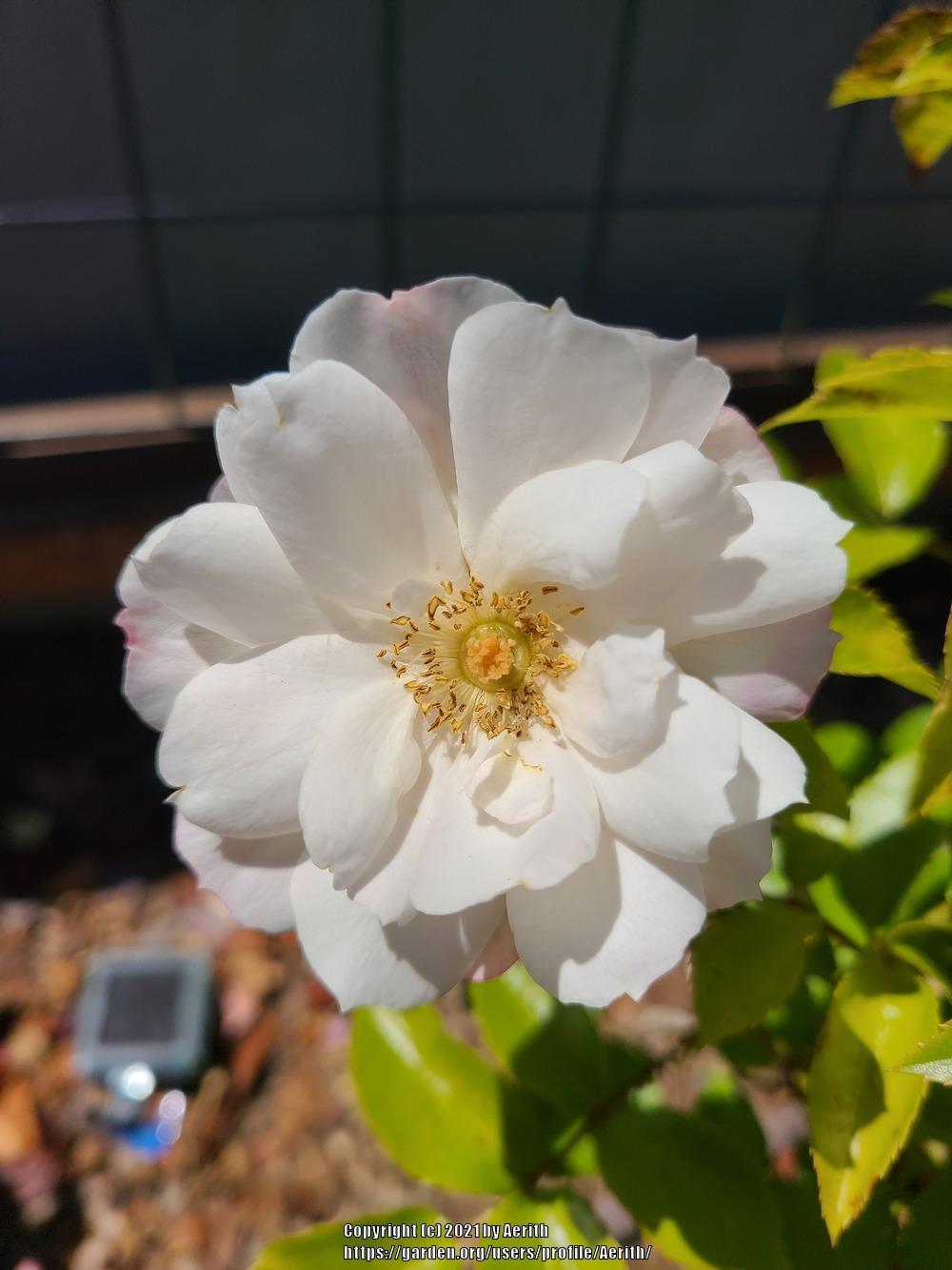 Photo of Floribunda Rose (Rosa 'Lions-Rose') uploaded by Aerith