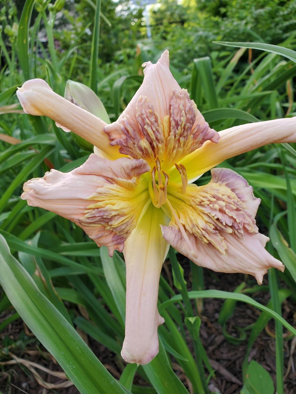 Photo of Daylily (Hemerocallis 'Sculpted in Vermont') uploaded by Ahead