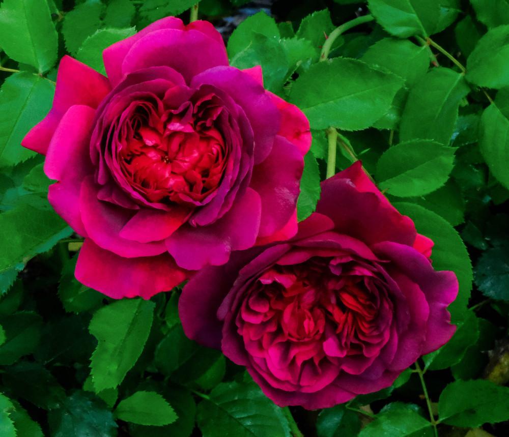 Photo of Rose (Rosa 'William Shakespeare 2000') uploaded by AnnKNCalif