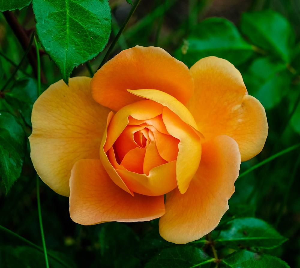 Photo of English Shrub Rose (Rosa 'Pat Austin') uploaded by AnnKNCalif