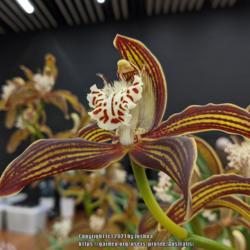 Location: Cymbidium Orchid Society of Victoria meeting, Melbourne, Victoria, Australia
Date: 2021-05-11
Exhibited by one of the members.