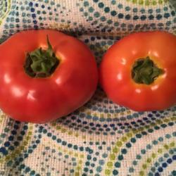 Location: Gardenfish garden 
Date: June 22 2021
First big size ripe tomatoes!