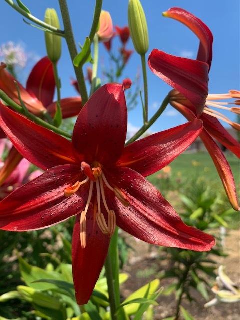 Photo of Lily (Lilium 'Red Velvet') uploaded by jkporter