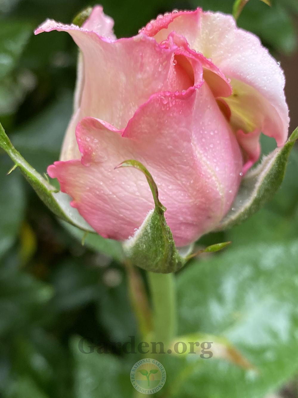 Photo of Rose (Rosa 'Memorial Day') uploaded by jnd1126