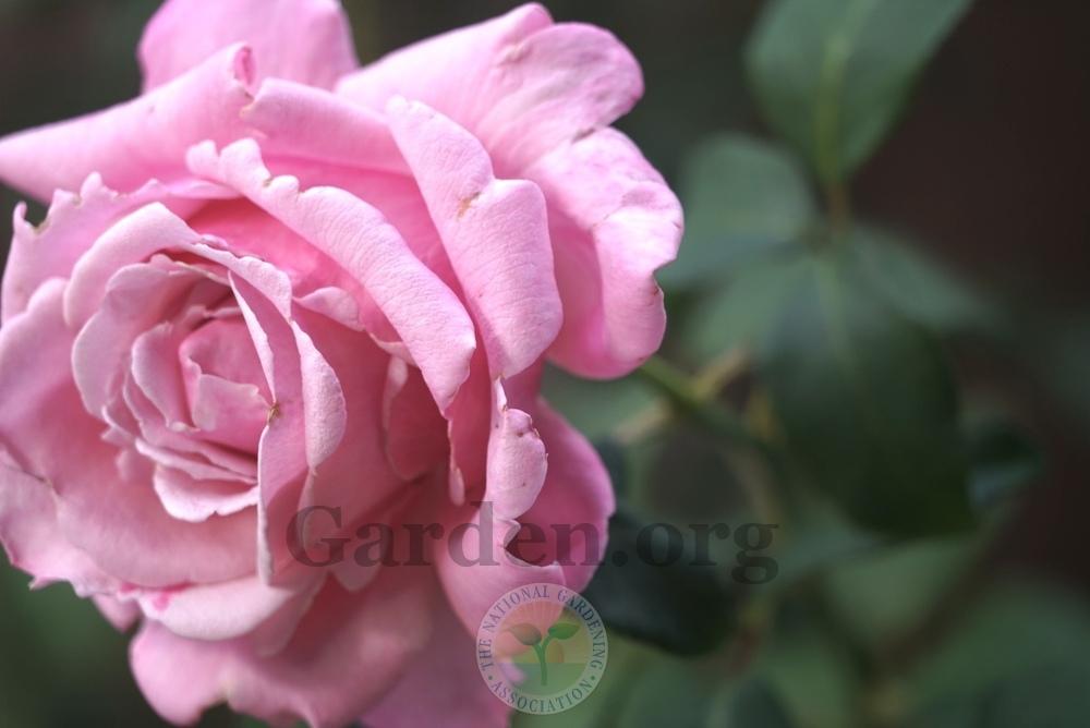 Photo of Rose (Rosa 'Memorial Day') uploaded by jnd1126