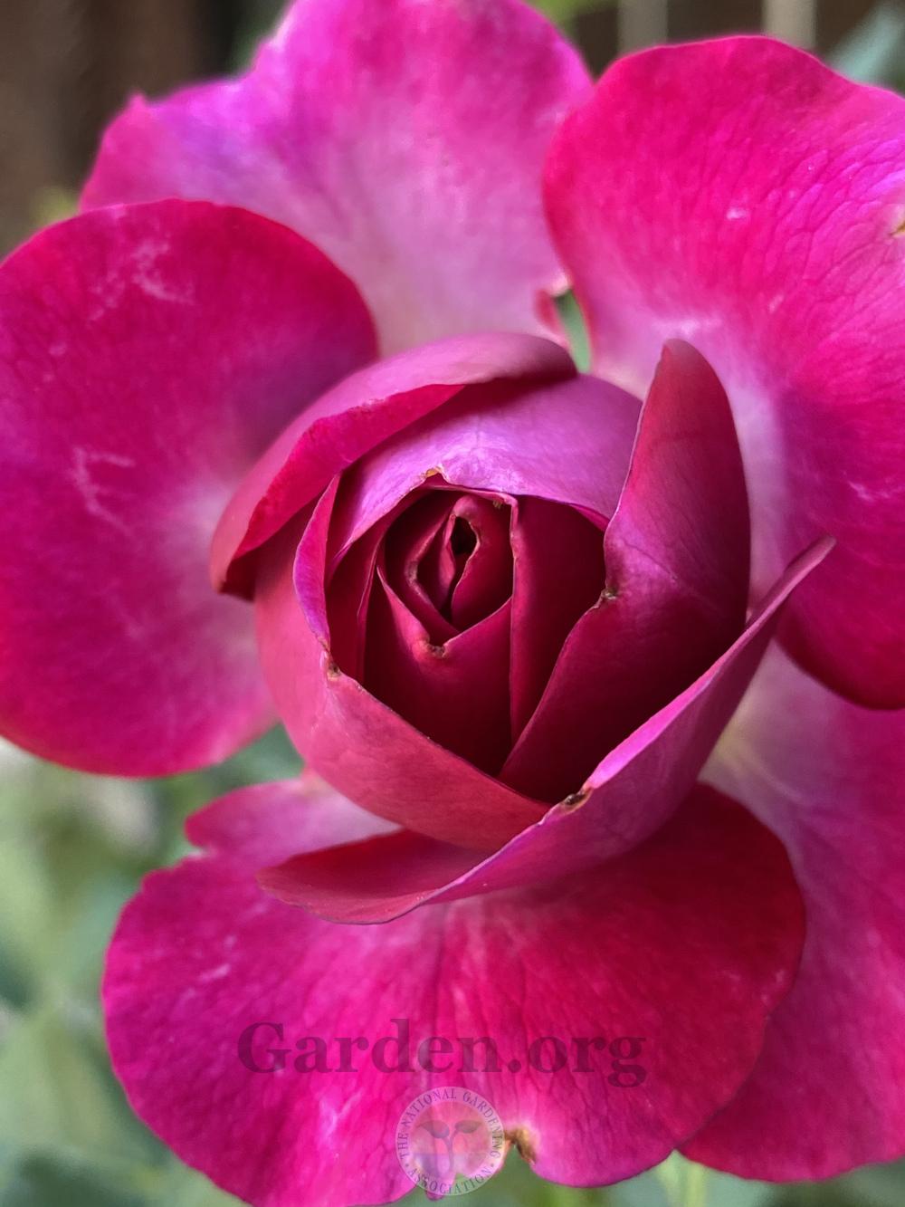 Photo of Rose (Rosa 'Wild Blue Yonder') uploaded by jnd1126