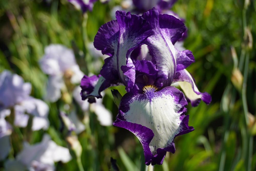 Photo of Tall Bearded Iris (Iris 'Stepping Out') uploaded by D3LL