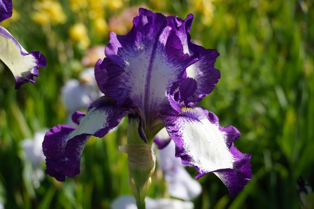 Photo of Tall Bearded Iris (Iris 'Stepping Out') uploaded by D3LL