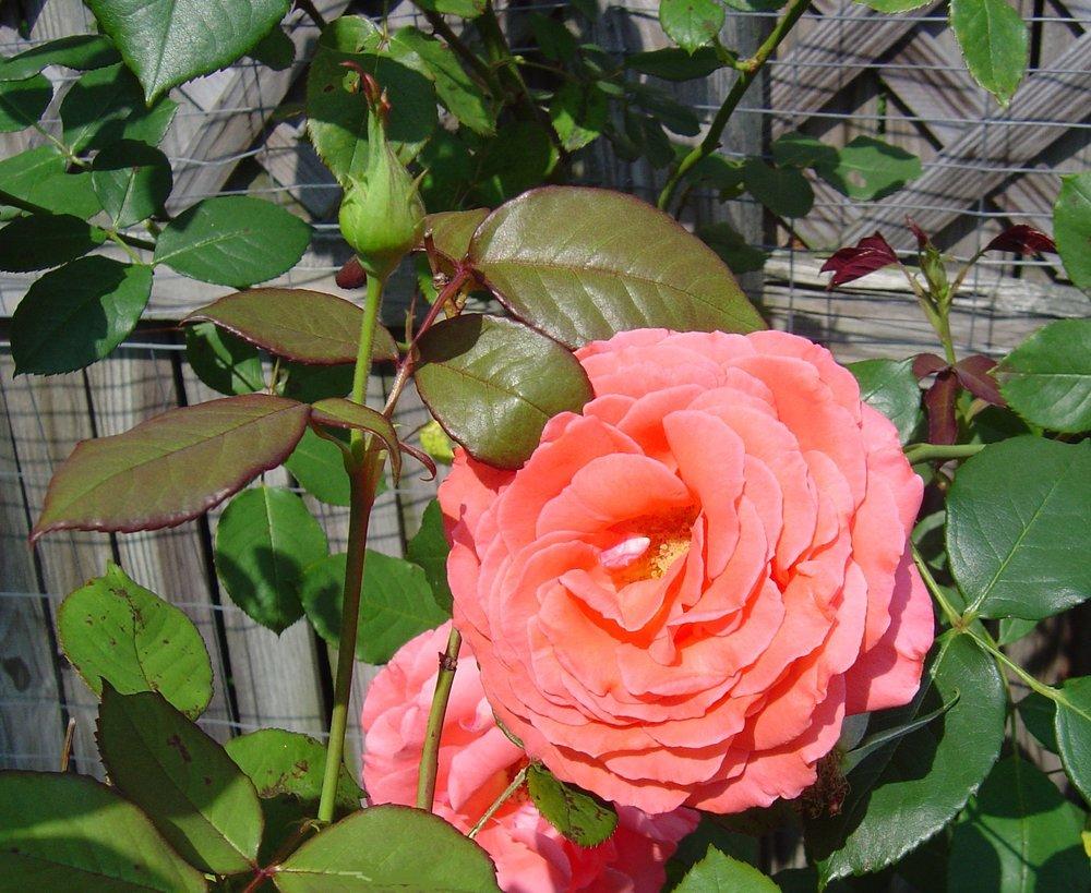 Photo of Rose (Rosa 'America') uploaded by GardensJohn