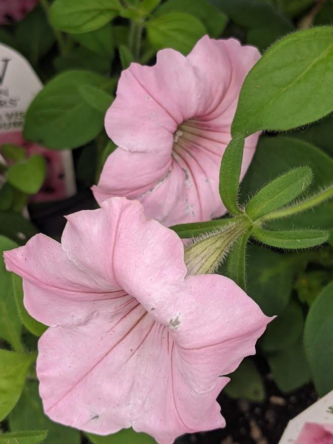 Photo of Multiflora Spreading/Trailing Petunia (Petunia Supertunia® Vista Bubblegum) uploaded by Joy