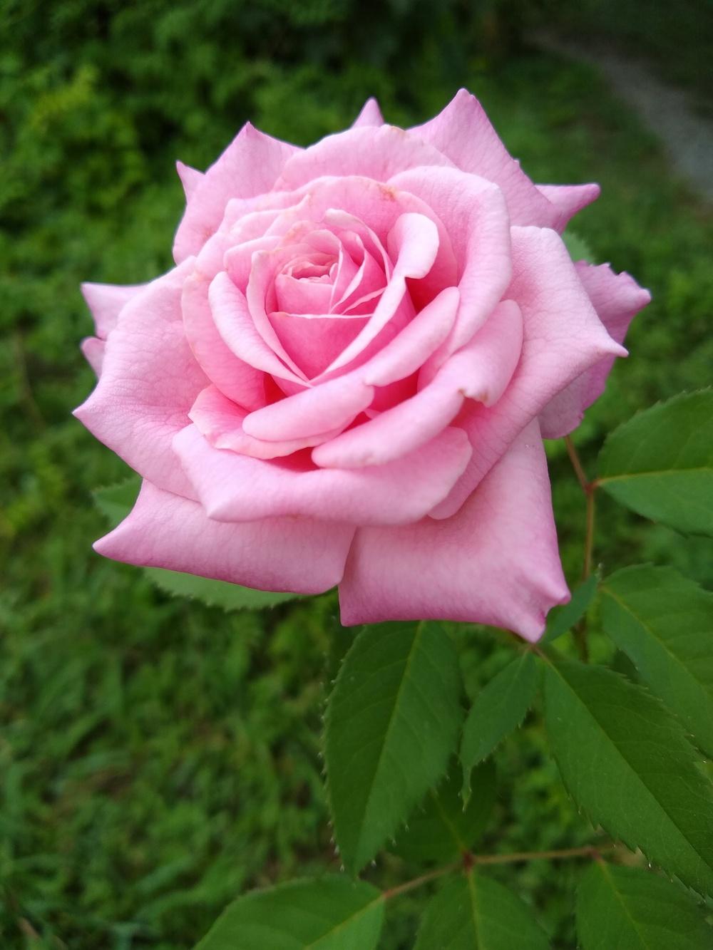 Photo of Rose (Rosa 'Belinda's Dream') uploaded by christinereid54
