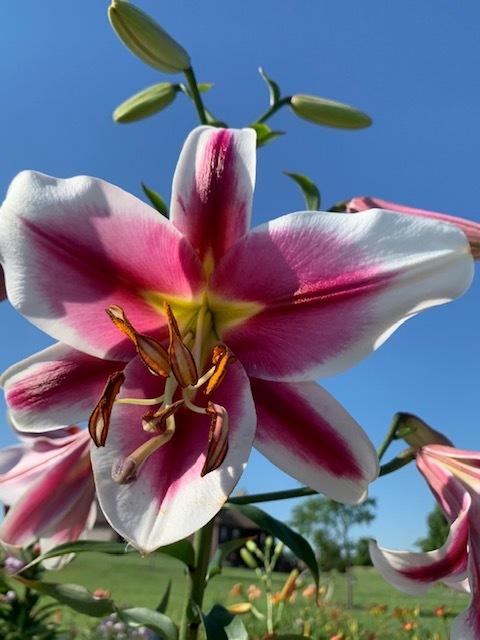 Photo of Lily (Lilium 'Friso') uploaded by jkporter